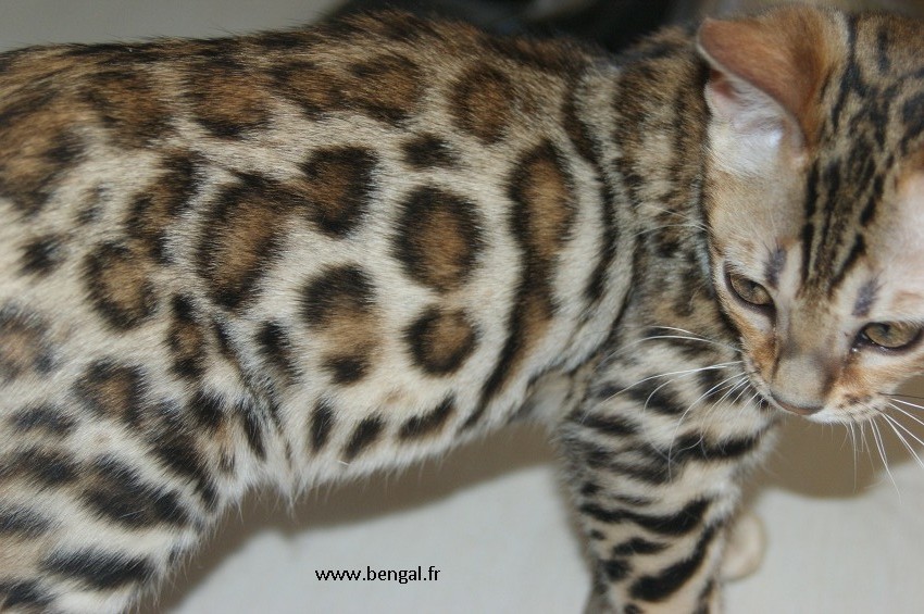 bengal rosettes fermées serties